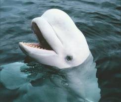 Animal Marinho em vias de Extinção: Beluga