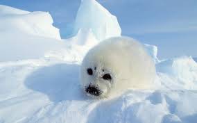 Animal Marinho em vias de Extinção: Foca-Comum