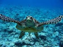 Animal  Marinho em vias de Extinção: Tartaruga Maritima